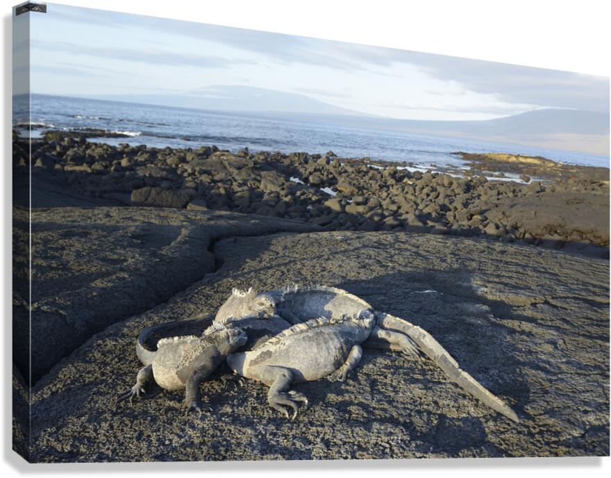 KO EC 10853 Canvas Print