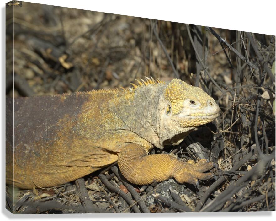 Galapagos land iguana. Isabela Island. Galapagos Islands. Ecuador Canvas Print