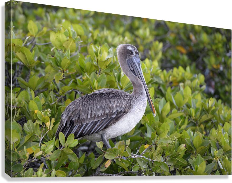 KO EC 7861 Canvas Print