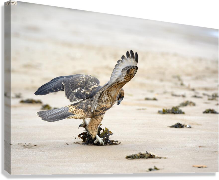Galapagos Hawk landing on Espumilla Beach. Santiago Island. Galapagos Islands. Ecuador Canvas Print