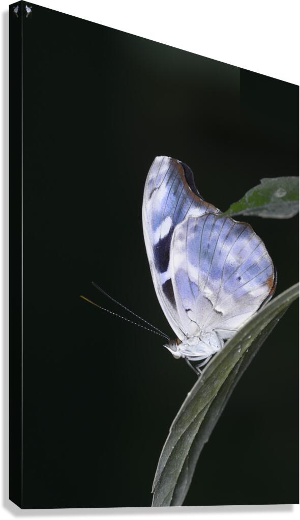 Butterfly at the La Selva Jungle Lodge butterfly farm Canvas Print