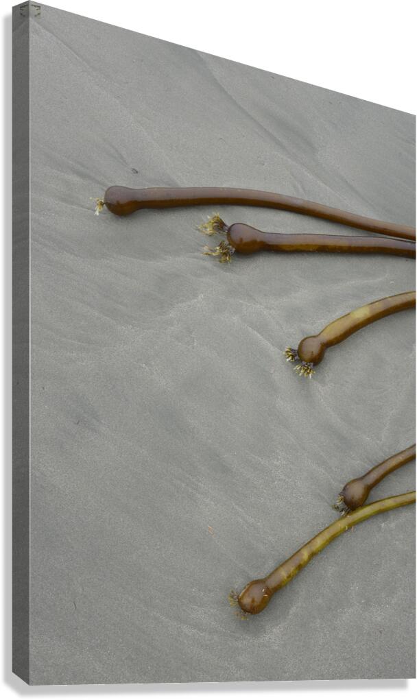 Bull kelp Florencia Beach Pacific Rim National Park Canvas Print