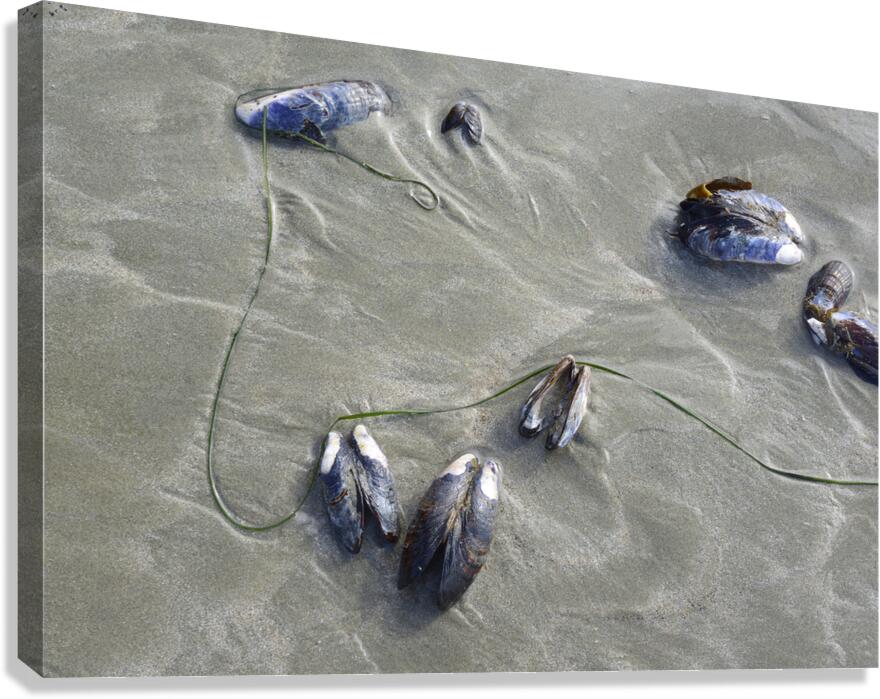 Abstract photo of mussels on the sand Chesterman Beach Canvas Print