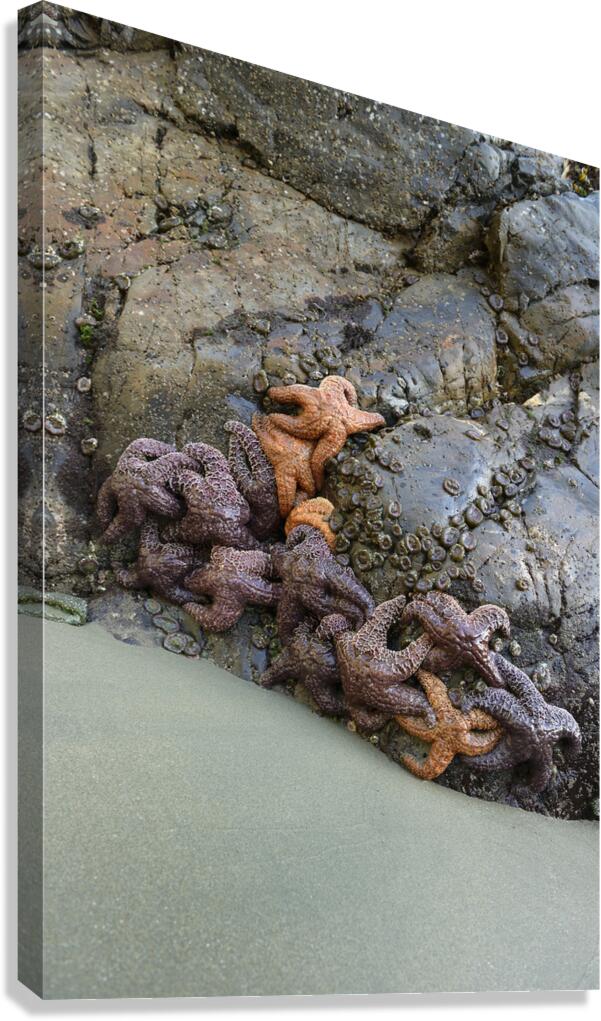 Sea stars on the rocks at Tonquin Beach Tofino Canvas Print