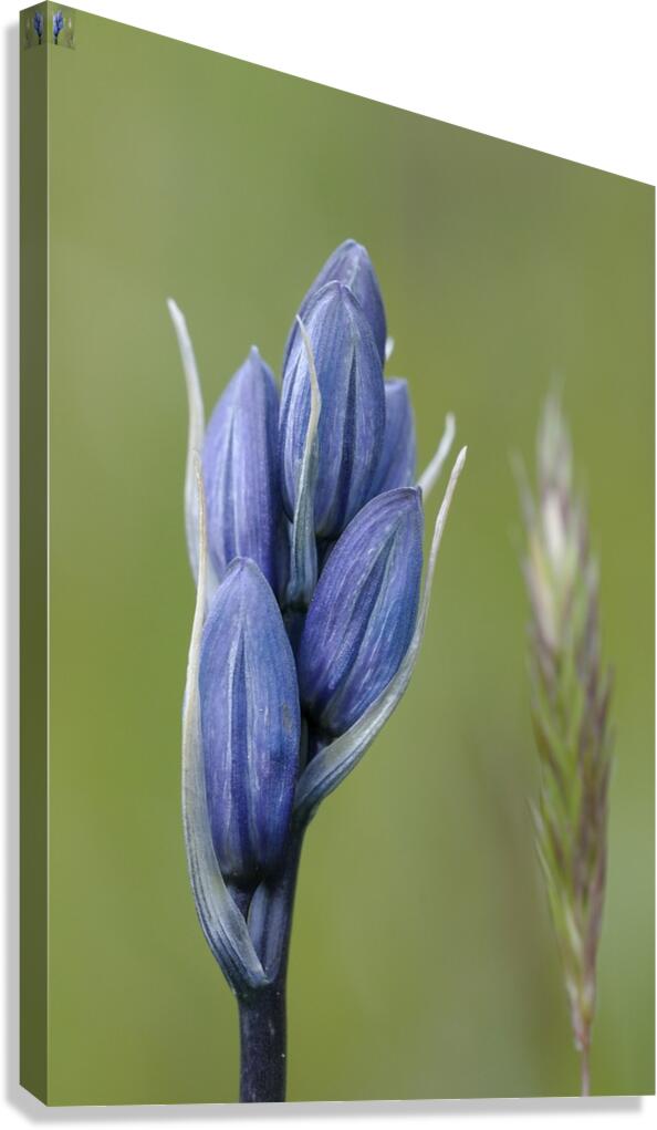 Common Camas Camassia quamash Mt. Tzouhalem Ecological Reserve Cowichan Valley British Columbia Canada Canvas Print