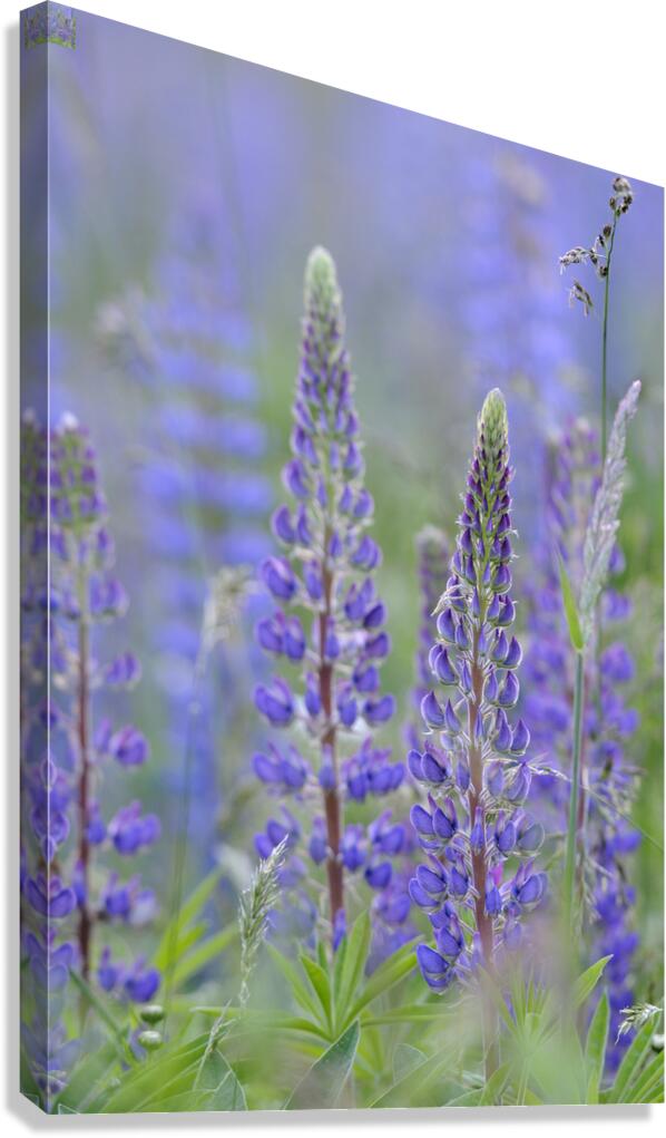 Farm in the Cowichan Valley Vancouver Island British Columbia Canada. Canvas Print