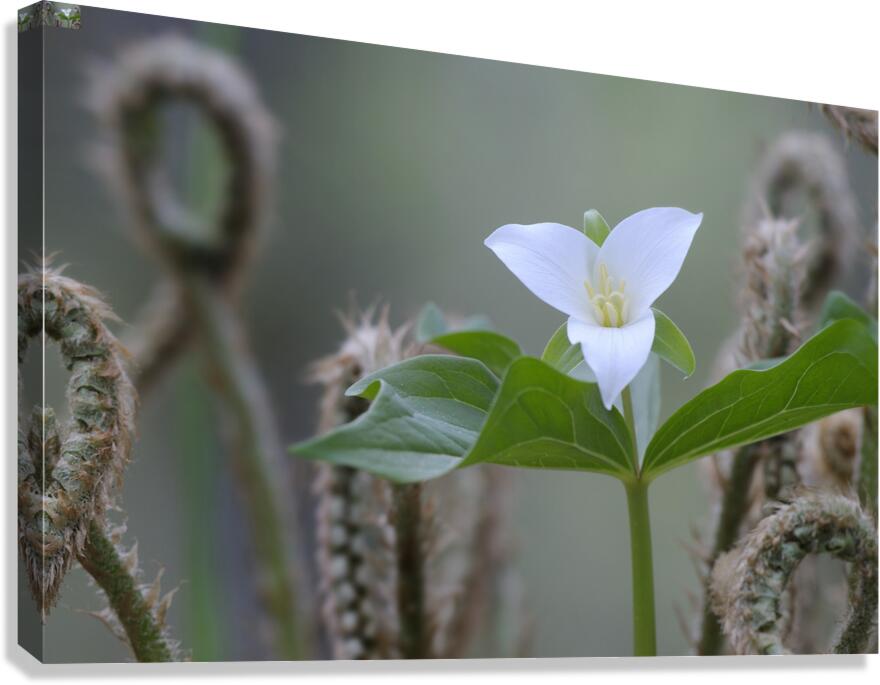 KO A17880 Canvas Print