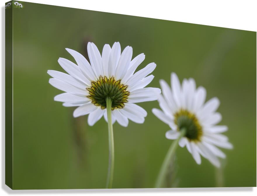 Farm in the Cowichan Valley Vancouver Island British Columbia Canada. Canvas Print