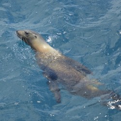 Galapagos sea lion Zalophus wollebaeki swimming in the ocean Floreana Island Galapagos Islands Ecuador