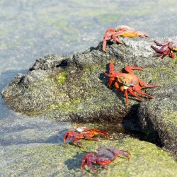 Sally Lightfoot crab - Punta Espinosa Fernandina Island - Galapagos Islands