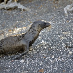 Galapagos sea lion Zalophus californianus wollebaeki juvenile Punta Espinosa Fernandina Island Galapagos Islands Ecuador
