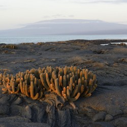 Lava Cactus