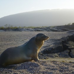 Galapagos sea lion Zalophus wollebaeki backlit Punta Espinosa Fernandina Island Galapagos Islands Ecuador