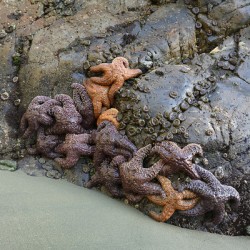 Sea stars on the rocks at Tonquin Beach Tofino
