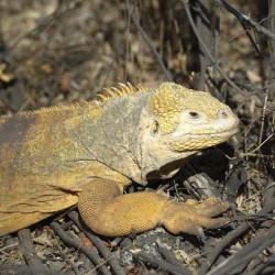 Galapagos land iguana. Isabela Island. Galapagos Islands. Ecuador