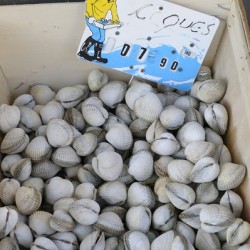 Clams at the Thursday Market - Boulevard Saint Germain -  Paris