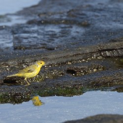 Yellow Warbler Dendroica petechia aureola Puerto Egas Santiago Island Galapagos Islands Ecuador
