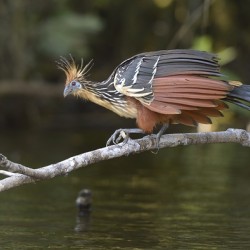 Hoatzin Opisthocomus hoazin on a branch over Lake Garzacocha La Selva Jungle Eco Lodge Amazon Basin Ecuador
