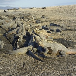 Group of Marine Iguanas Punta Espinosa Fernandina Island Galapagos Islands Ecuador