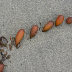 Seaweed floats - Florencia Beach