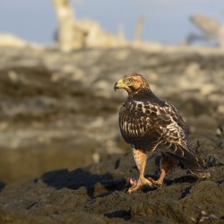 Galapagos Hawk Buteo galapagoensis perched on lava