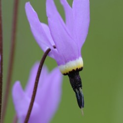 Shooting Star Dodecatheon pulchellum Cowichan Garry Oak Preserve Cowichan Valley Vancouver Island British Columbia.