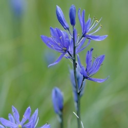 Common Camas Camassia quamash Cowichan Garry Oak Preserve Cowichan Valley Vancouver Island British Columbia.