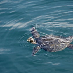 Galapagos green turtle. Isabela Island. Galapagos Islands. Ecuador