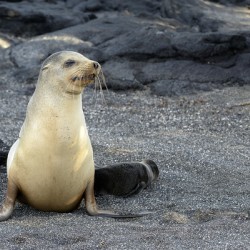 Galapagos sea lion female with pup Punta Espinosa Fernandina Island Galapagos Islands Ecuador