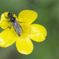 Buttercup Ranunculus Cowichan Valley Vancouver Island British Columbia Canada