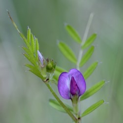 Purple wildflower Cowichan Valley Vancouver Island British Columbia Canada