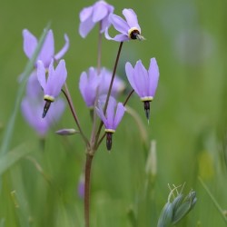 Shooting Star Dodecatheon pulchellum Cowichan Garry Oak Preserve Cowichan Valley Vancouver Island British Columbia.