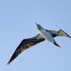 Blue footed Booby Sula nebouxii Punta Moreno Isabela Island Galapagos Islands Ecuador
