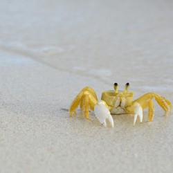 Ghost Crab