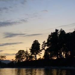 Silhouetted trees at sunset