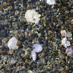 Detail image of rocks and shells on the beach