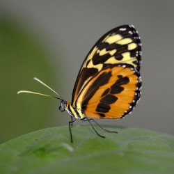 Heliconius Butterfly