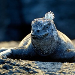 Marine Iguana perched on the rocks Punta Espinosa