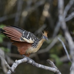 Hoatzin Opisthocomus hoazin on a branch over Lake Garzacocha La Selva Jungle Eco Lodge Amazon Basin Ecuador
