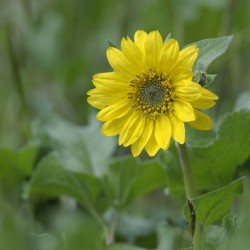Deltoid Balsamroot Balsamorhiza deltoidea Cowichan Valley Vancouver Island British Columbia Canada