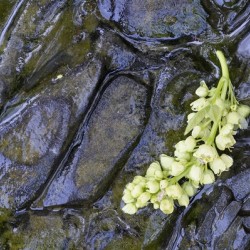 Big Leaf Maple Flower Cowichan Valley Vancouver Island British Columbia Canada