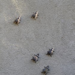 Metal fly sculpture on a house wall Tannay Nièvre Burgundy France