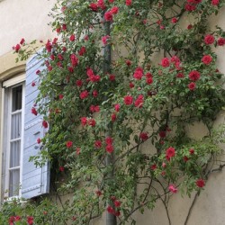 Roses climbing a wall Lourmarin