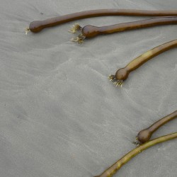 Bull kelp Florencia Beach Pacific Rim National Park