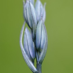 Common Camas Camassia quamash Cowichan Garry Oak Preserve Cowichan Valley Vancouver Island British Columbia.