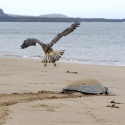 Galapagos Hawk Buteo galapagoensis flying above a Galapagos green turtle Playa Espumilla Santiago Island Galapagos Islands Ecuador
