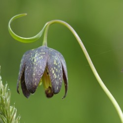 Chocolate Lily Fritillaria affinis Cowichan Valley Vancouver Island British Columbia Canada