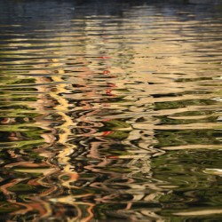 Trees reflected in the ocean
