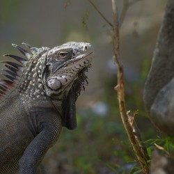 Green Iguana
