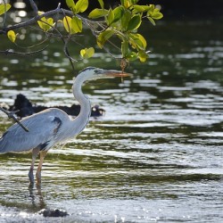 Great Blue Heron Ardea herodias Elizabeth Bay Isabela Island Galapagos Islands Ecuador